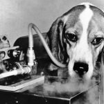 Animais teste laboratório 1