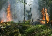 Alcabideche indicada como risco elevado de incêndio florestal