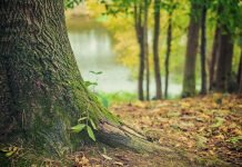 Natura realiza ação de reflorestação no Parque Natural Sintra-Cascais Reflorestação
