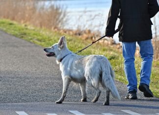 Covid-19: Estudantes de medicina veterinária passeiam cães de idosos