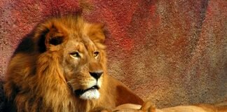 Zoo abre as portas com Programas Educativos online para escolas