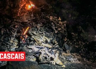 Canil consumido pelas chamas. Dezenas de animais carbonizados Cantinho 4 Patas